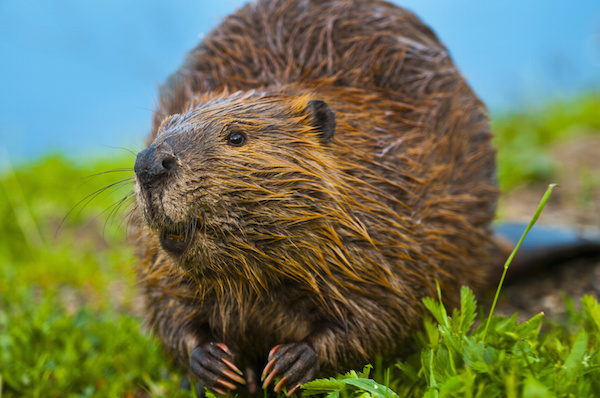 Cavity prevention in… beavers?