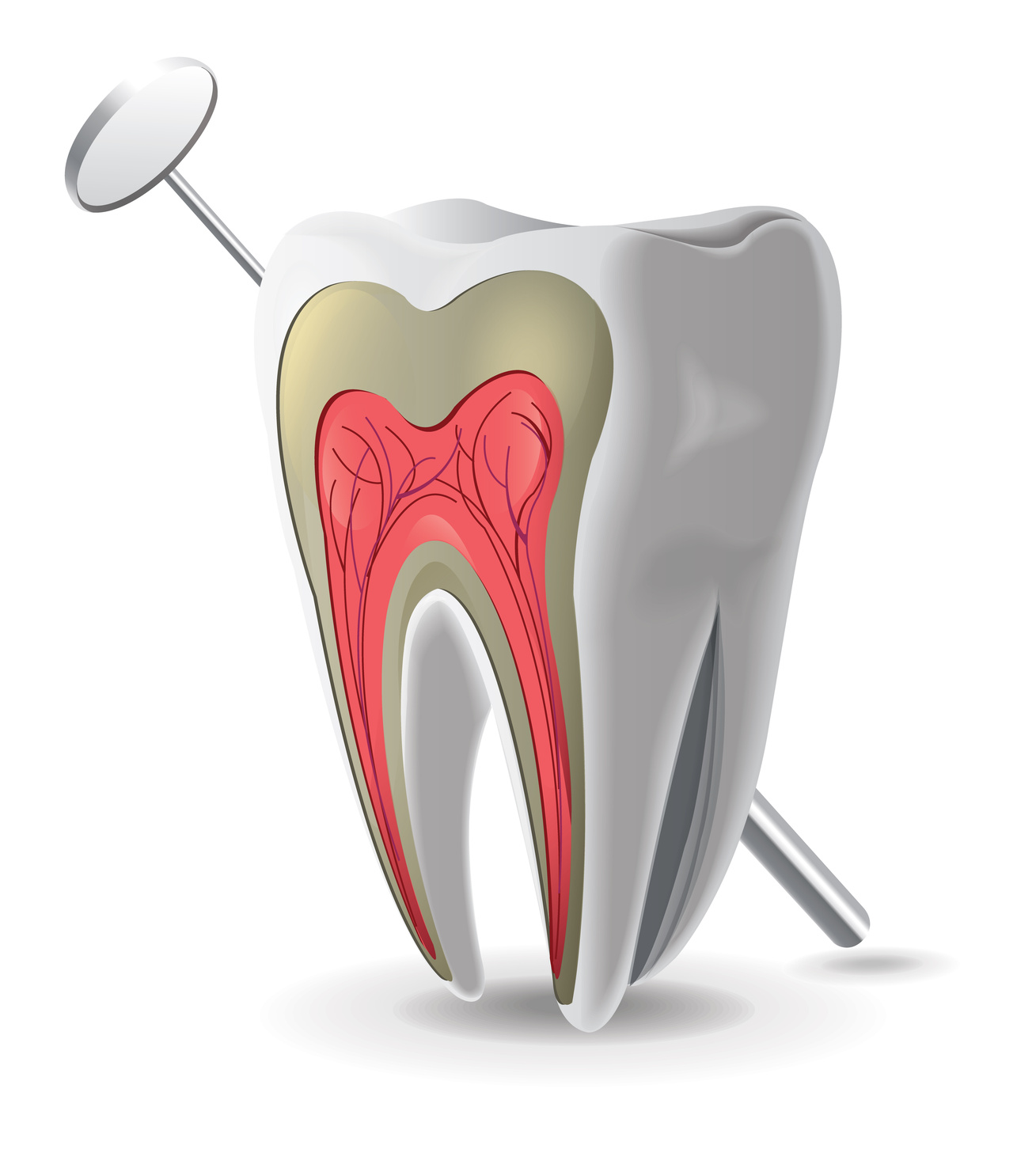 Fetal alcohol syndrome and dental pulp: the connection