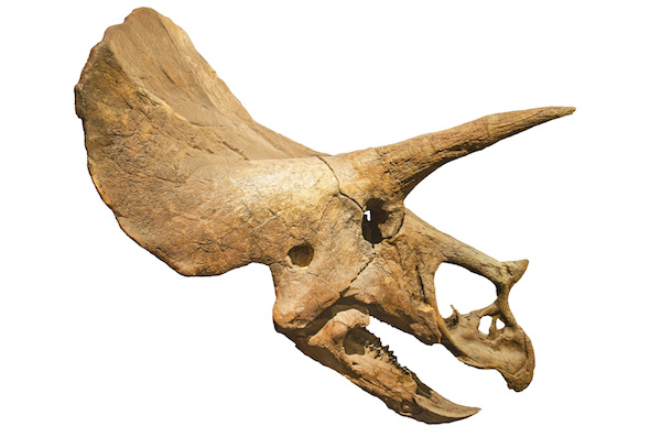 Ancient tooth plaque reveals ancestor diet