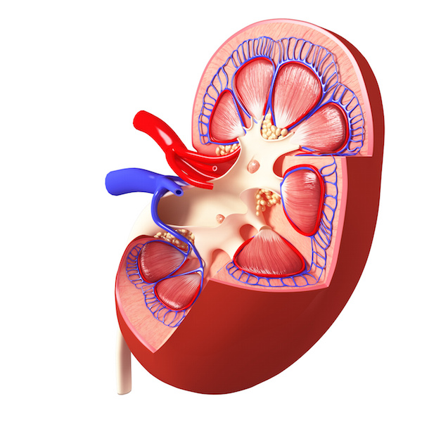 For patients with kidney disease, dental care prevents heart failure!