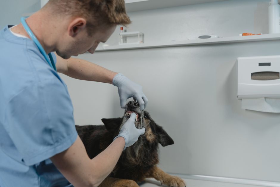 The Ultimate Guide to Holistic Dental Care for Dogs